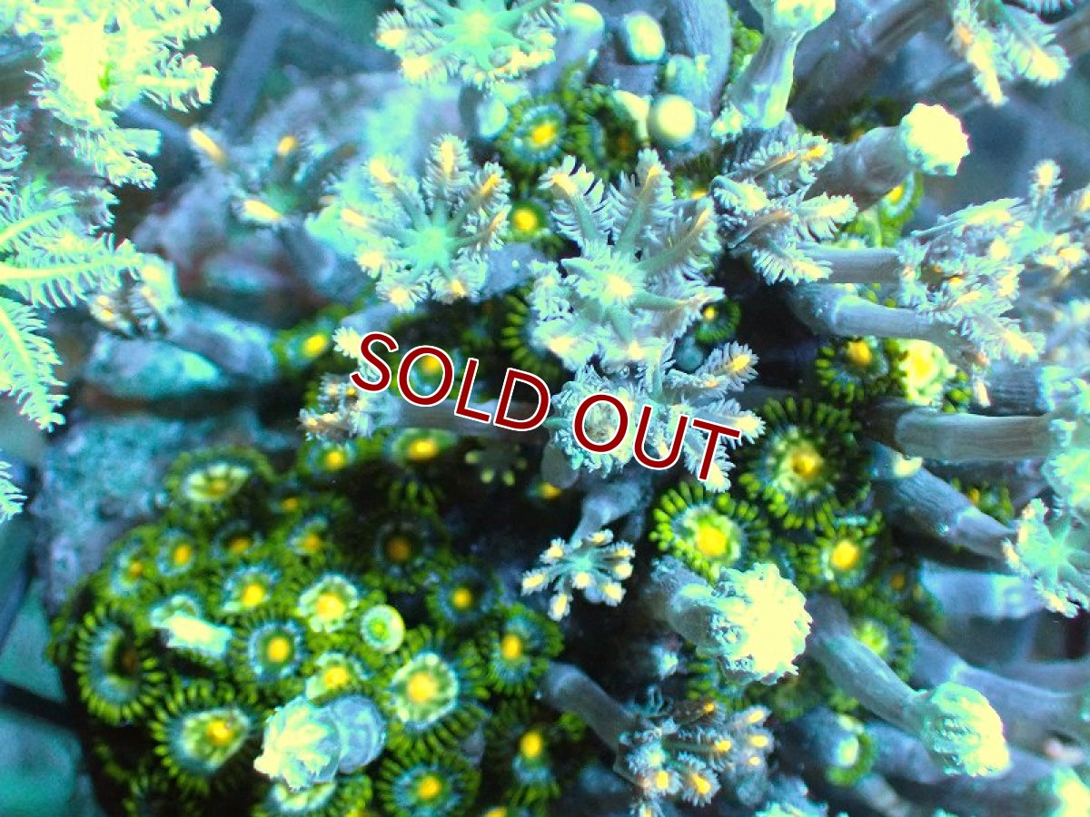 画像2: 【サンゴ】【通販】ブリードツツウミヅタ（オレンジライン/マメスナ付き）（個体販売）No.5（生体）（サンゴ） (2)