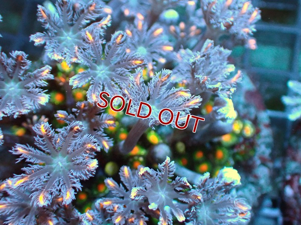 画像2: 【サンゴ】【通販】ブリードツツウミヅタ（オレンジライン/マメスナ付き）（個体販売）No.6（生体）（サンゴ） (2)