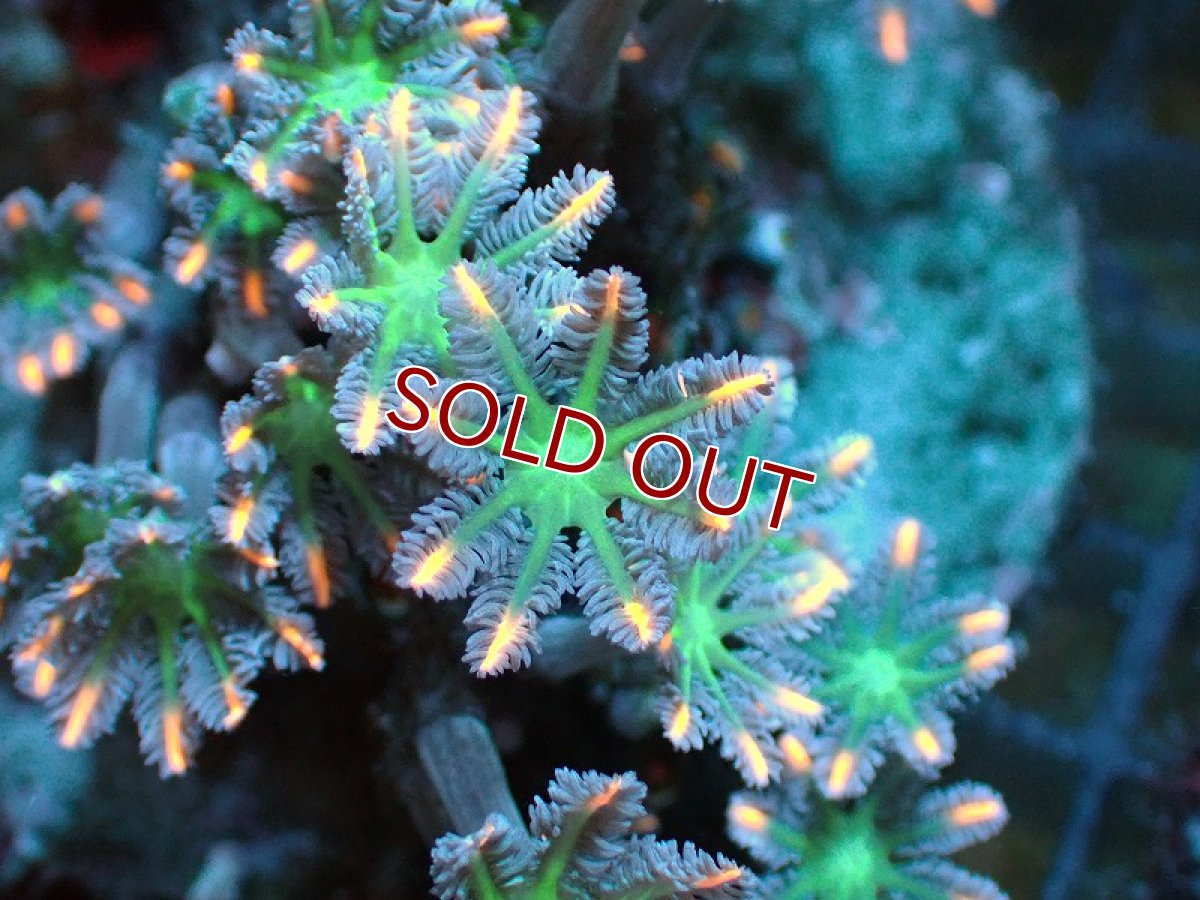 画像2: 【サンゴ】【通販】ブリードツツウミヅタ（オレンジライン）（個体販売）No.7（生体）（サンゴ） (2)