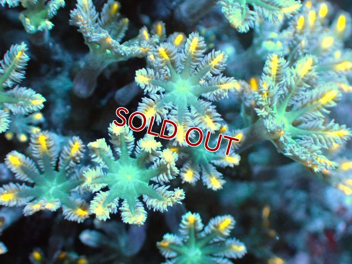 画像2: 【サンゴ】【通販】ブリードツツウミヅタ（オレンジライン）（個体販売）No.8（生体）（サンゴ） (2)