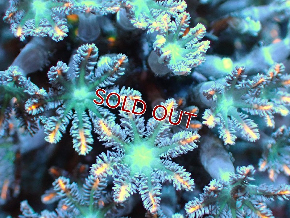 画像2: 【サンゴ】【通販】ブリードツツウミヅタ（オレンジライン）（個体販売）No.9（生体）（サンゴ） (2)