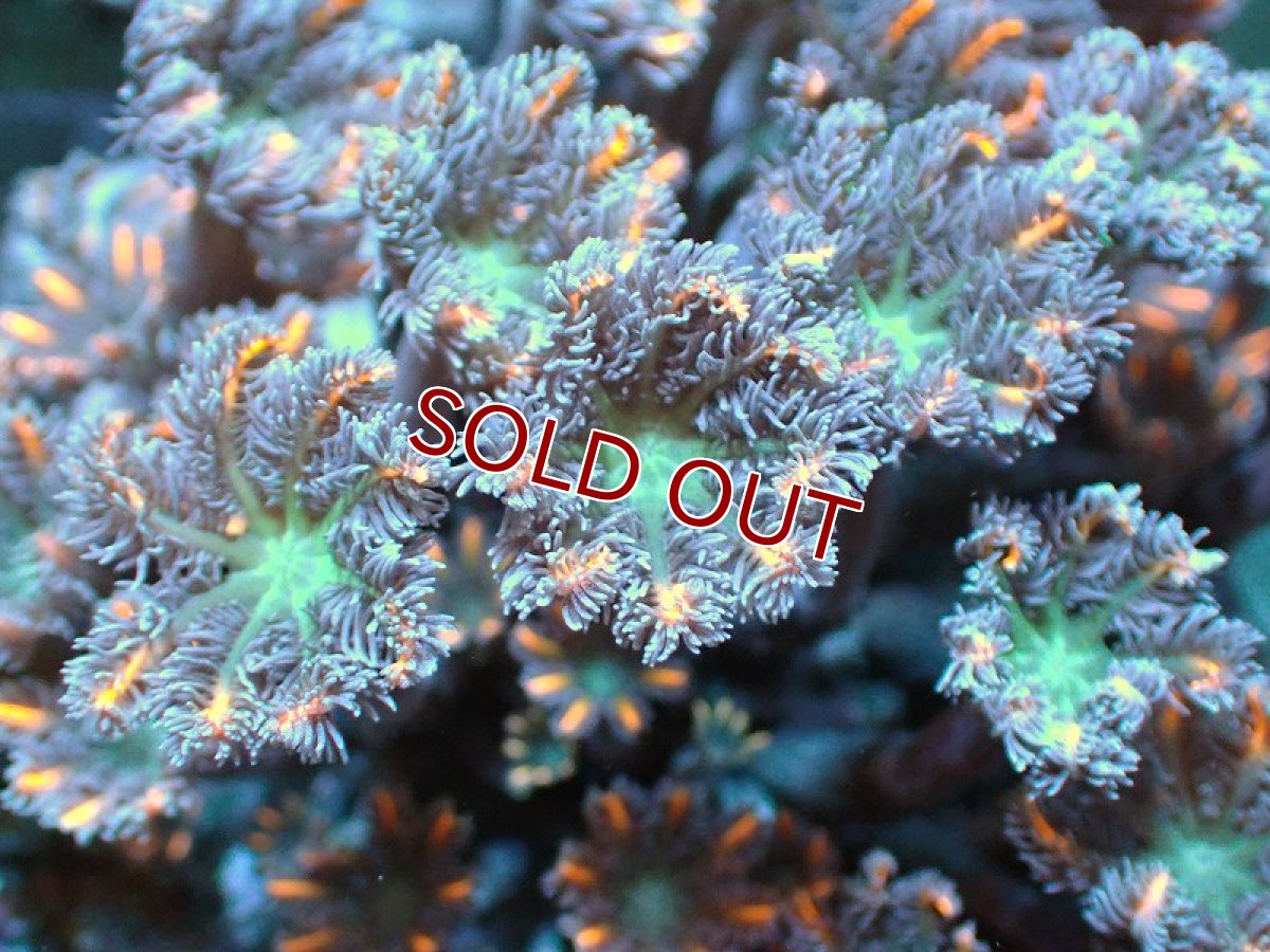 画像2: 【サンゴ】【通販】ブリードツツウミヅタ（オレンジライン）（個体販売）No.10（生体）（サンゴ） (2)