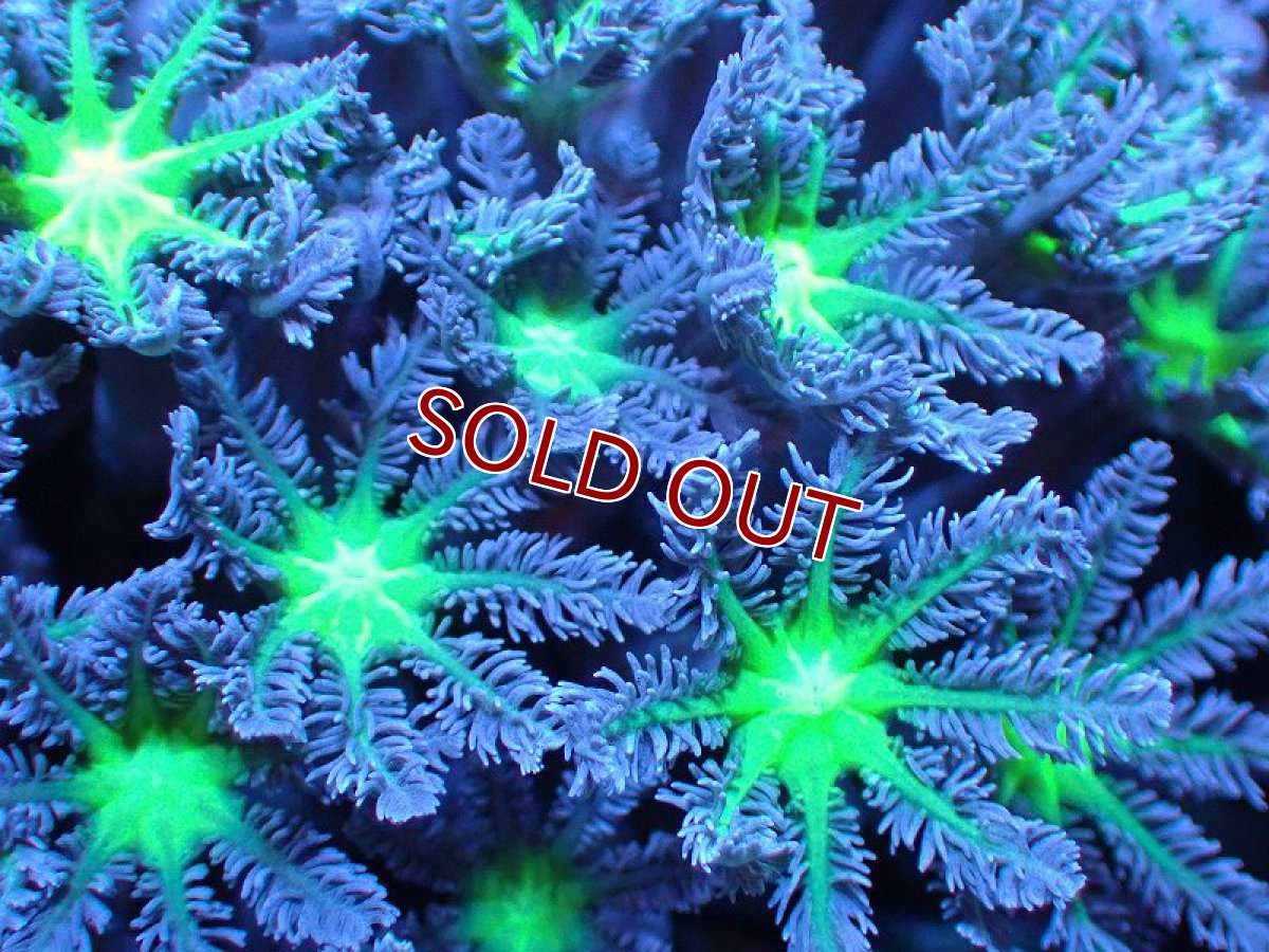 画像2: 【サンゴ】【通販】ブリードツツウミヅタ（メタリックグリーン）（個体販売）No.11（生体）（サンゴ） (2)