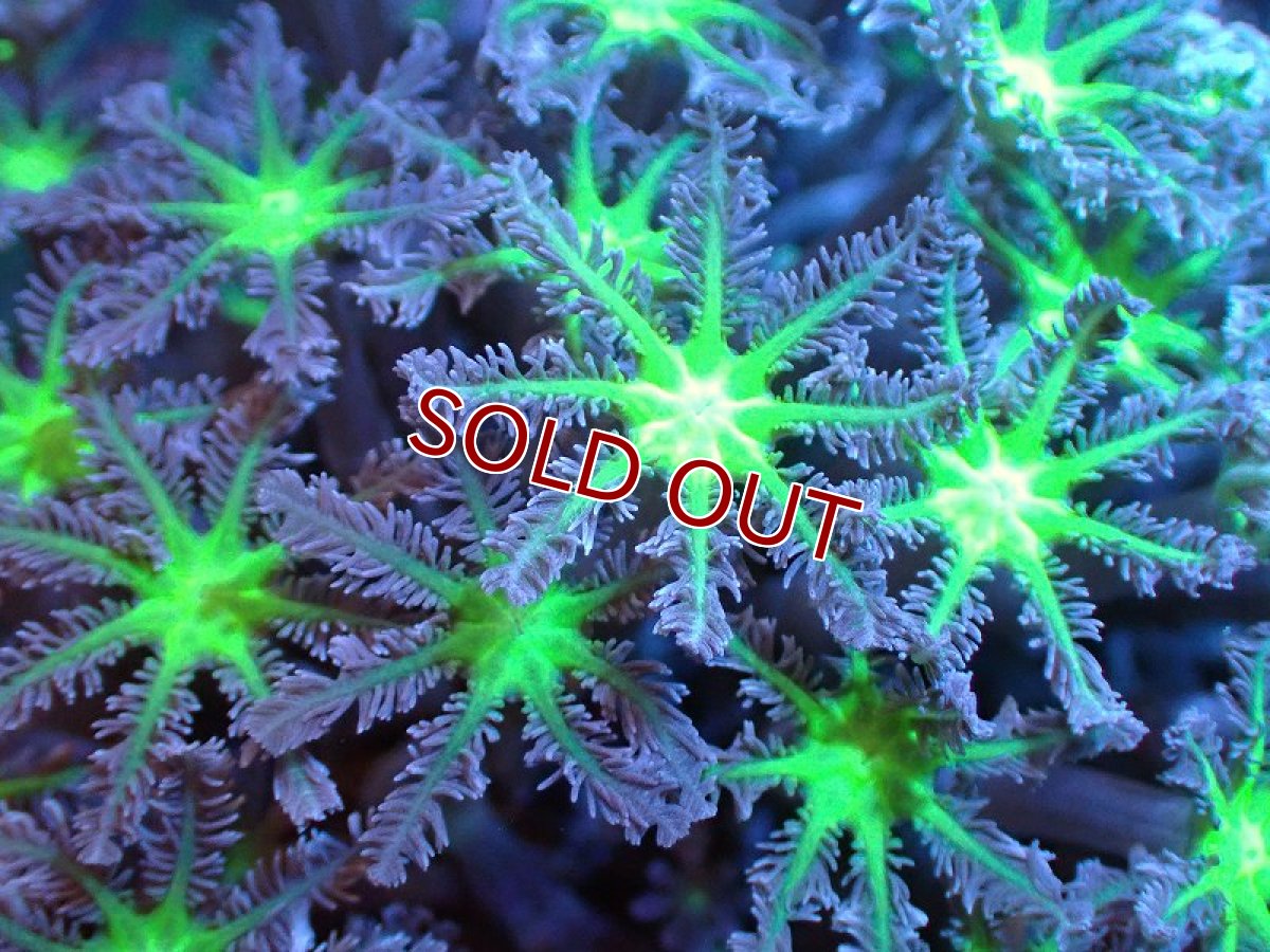 画像2: 【サンゴ】【通販】ブリードツツウミヅタ（メタリックグリーン）（個体販売）No.12（生体）（サンゴ） (2)