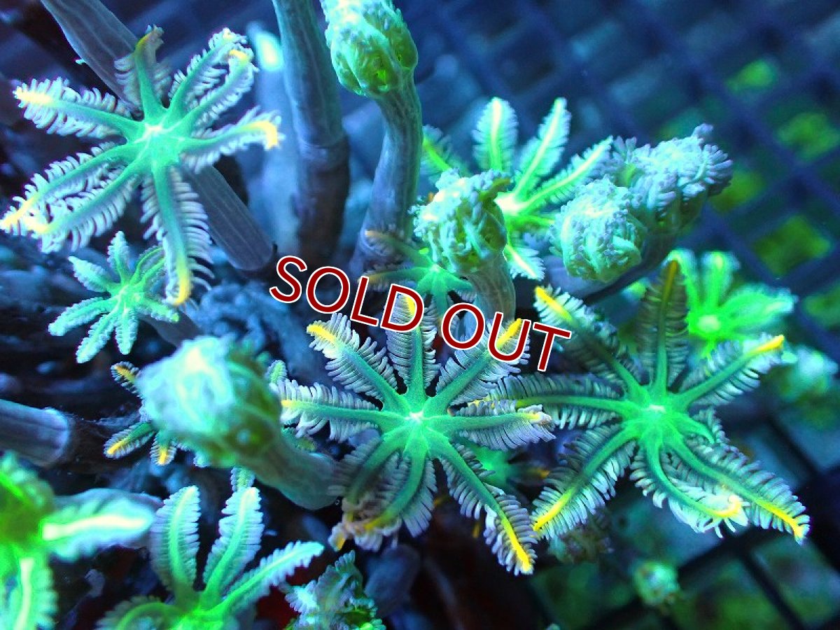 画像2: 【サンゴ】【通販】ワイルドツツウミヅタ（メタリックグリーン）Lサイズ（個体販売）No.13（生体）（サンゴ） (2)