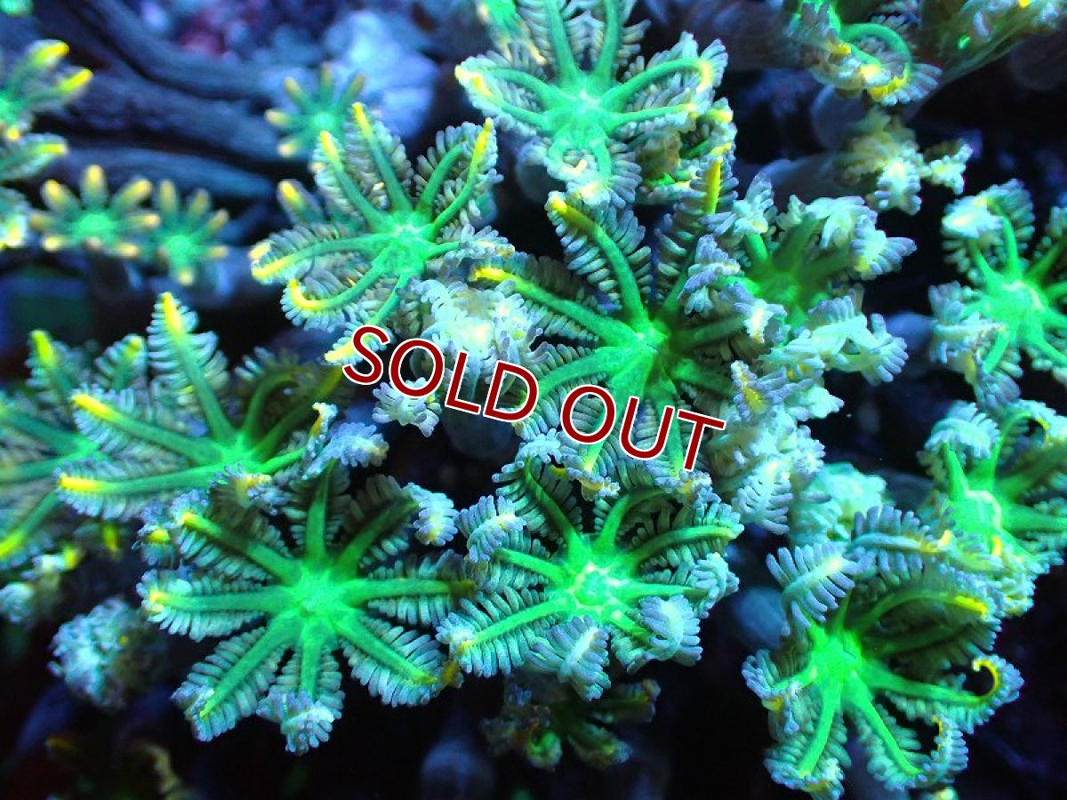 画像2: 【サンゴ】【通販】ワイルドツツウミヅタ（メタリックグリーン）Lサイズ（個体販売）No.14（生体）（サンゴ） (2)