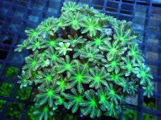 画像1: 【サンゴ】【通販】ブリード ツツウミヅタ（Metallic Green)（個体販売）（±10ｃｍ）No.1（生体）（サンゴ） (1)
