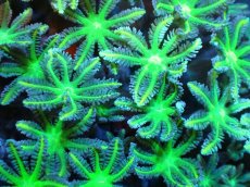 画像2: 【サンゴ】【通販】ブリード ツツウミヅタ（Metallic Green)（個体販売）（±10ｃｍ）No.1（生体）（サンゴ） (2)
