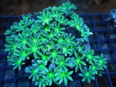 画像1: 【サンゴ】【通販】ブリード ツツウミヅタ（Metallic Green)（個体販売）（±10ｃｍ）No.2（生体）（サンゴ） (1)