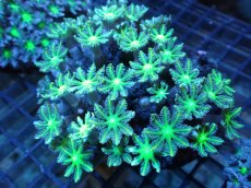 画像1: 【サンゴ】【通販】ブリード ツツウミヅタ（Metallic Green)（個体販売）（±10ｃｍ）No.3（生体）（サンゴ） (1)