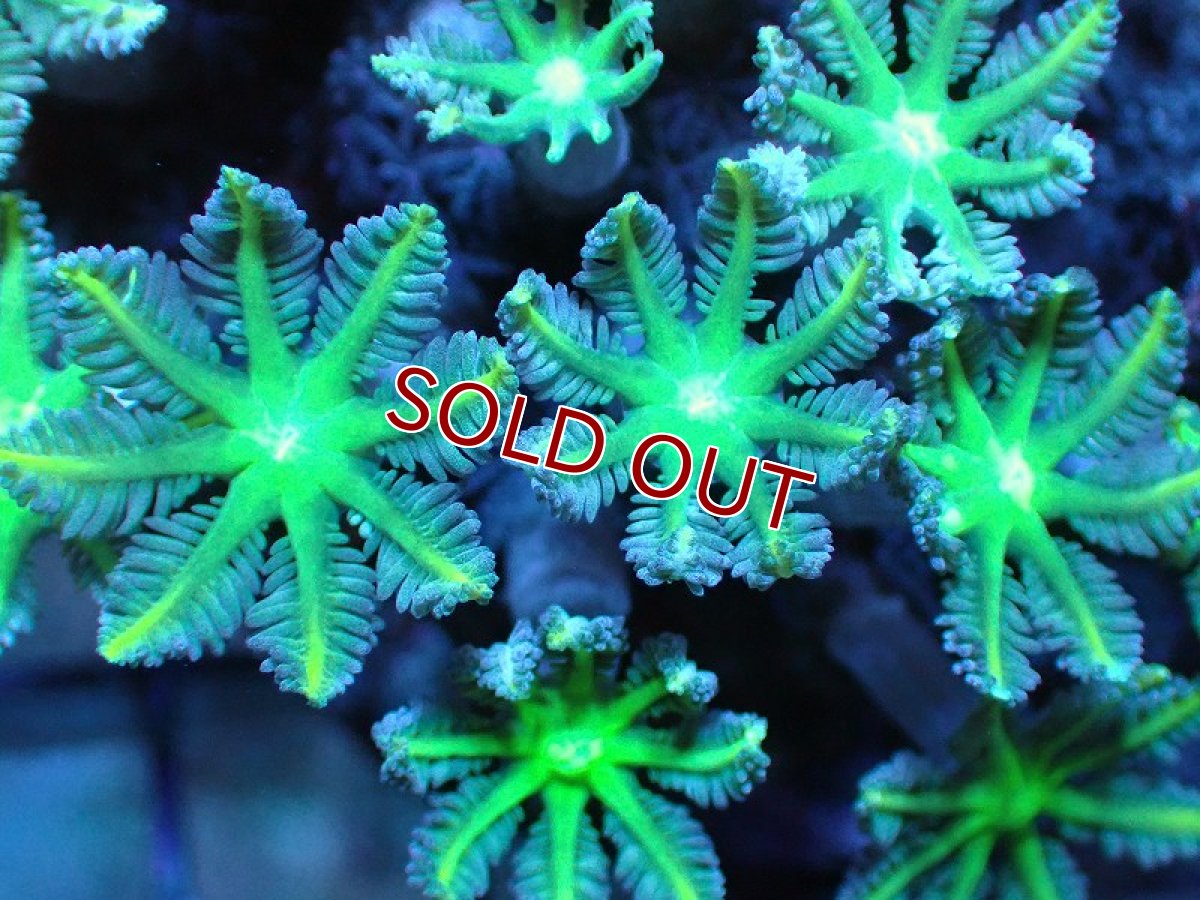 画像2: 【サンゴ】【通販】ブリード ツツウミヅタ（Metallic Green)（個体販売）（±10ｃｍ）No.3（生体）（サンゴ） (2)