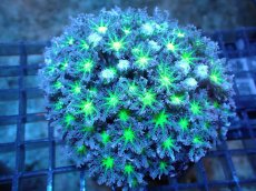 画像1: 【サンゴ】【通販】ブリード ツツウミヅタ（Metallic Green)（個体販売）（±10ｃｍ）No.4（生体）（サンゴ） (1)