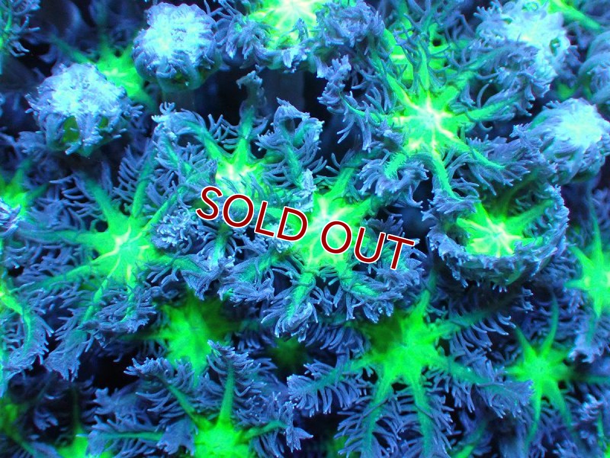 画像2: 【サンゴ】【通販】ブリード ツツウミヅタ（Metallic Green)（個体販売）（±10ｃｍ）No.4（生体）（サンゴ） (2)