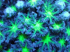画像2: 【サンゴ】【通販】ブリード ツツウミヅタ（Metallic Green)（個体販売）（±10ｃｍ）No.4（生体）（サンゴ） (2)