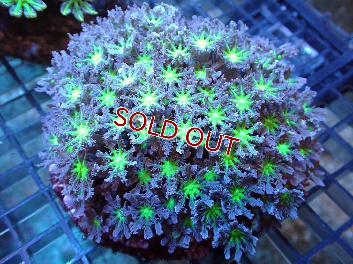 画像1: 【サンゴ】【通販】ブリード ツツウミヅタ（Metallic Green)（個体販売）（±10ｃｍ）No.5（生体）（サンゴ） (1)