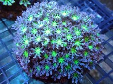 画像1: 【サンゴ】【通販】ブリード ツツウミヅタ（Metallic Green)（個体販売）（±10ｃｍ）No.5（生体）（サンゴ） (1)