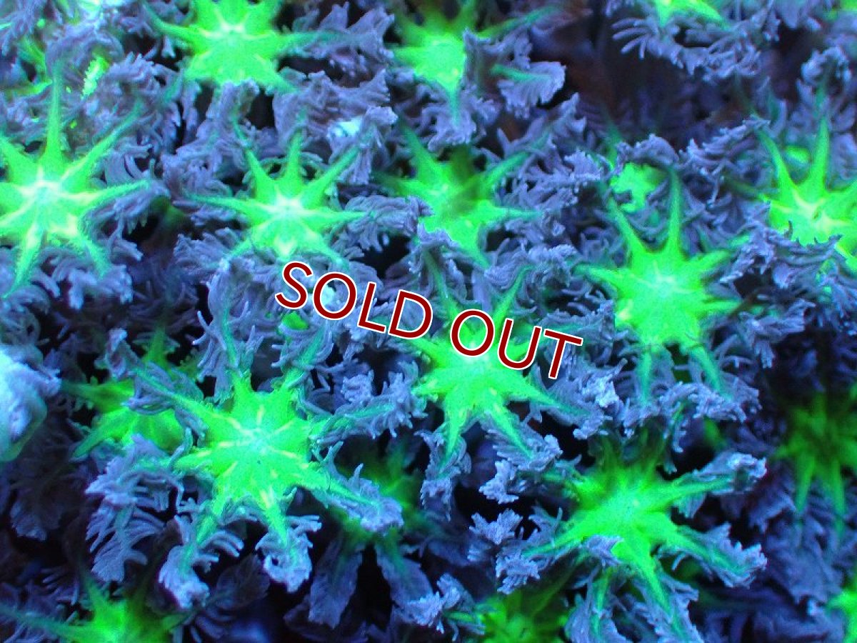 画像2: 【サンゴ】【通販】ブリード ツツウミヅタ（Metallic Green)（個体販売）（±10ｃｍ）No.5（生体）（サンゴ） (2)