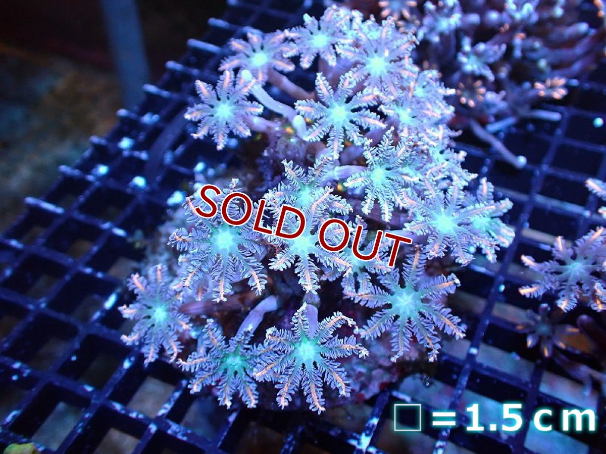 画像1: 【サンゴ】【通販】ブリードツツウミヅタ（オレンジライン）（個体販売）No.1（生体）（サンゴ） (1)