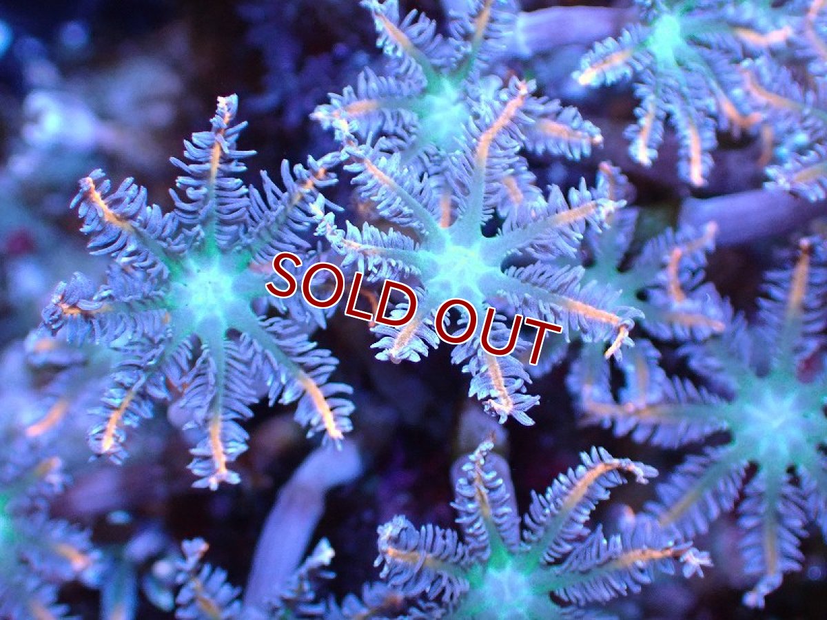 画像2: 【サンゴ】【通販】ブリードツツウミヅタ（オレンジライン）（個体販売）No.1（生体）（サンゴ） (2)