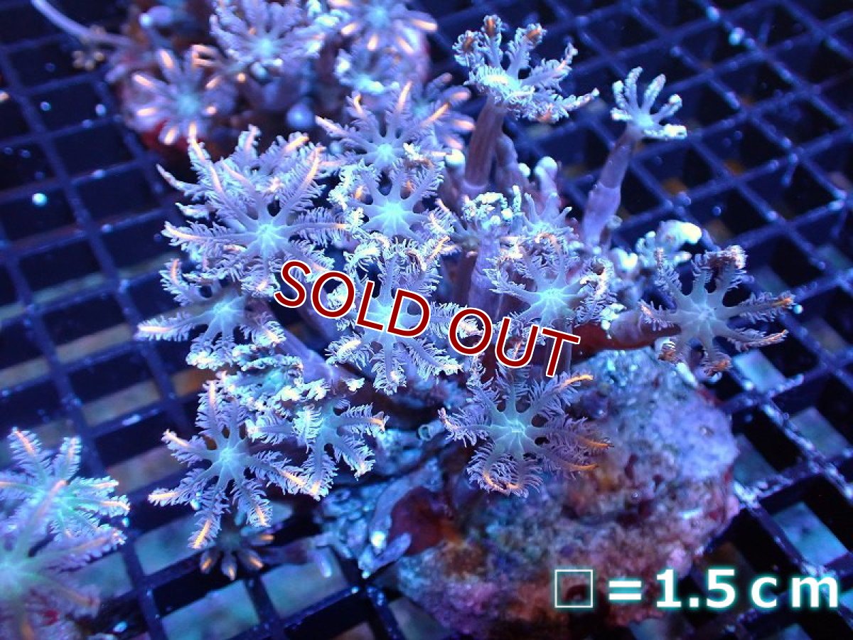 画像1: 【サンゴ】【通販】ブリードツツウミヅタ（オレンジライン）（個体販売）No.2（生体）（サンゴ） (1)