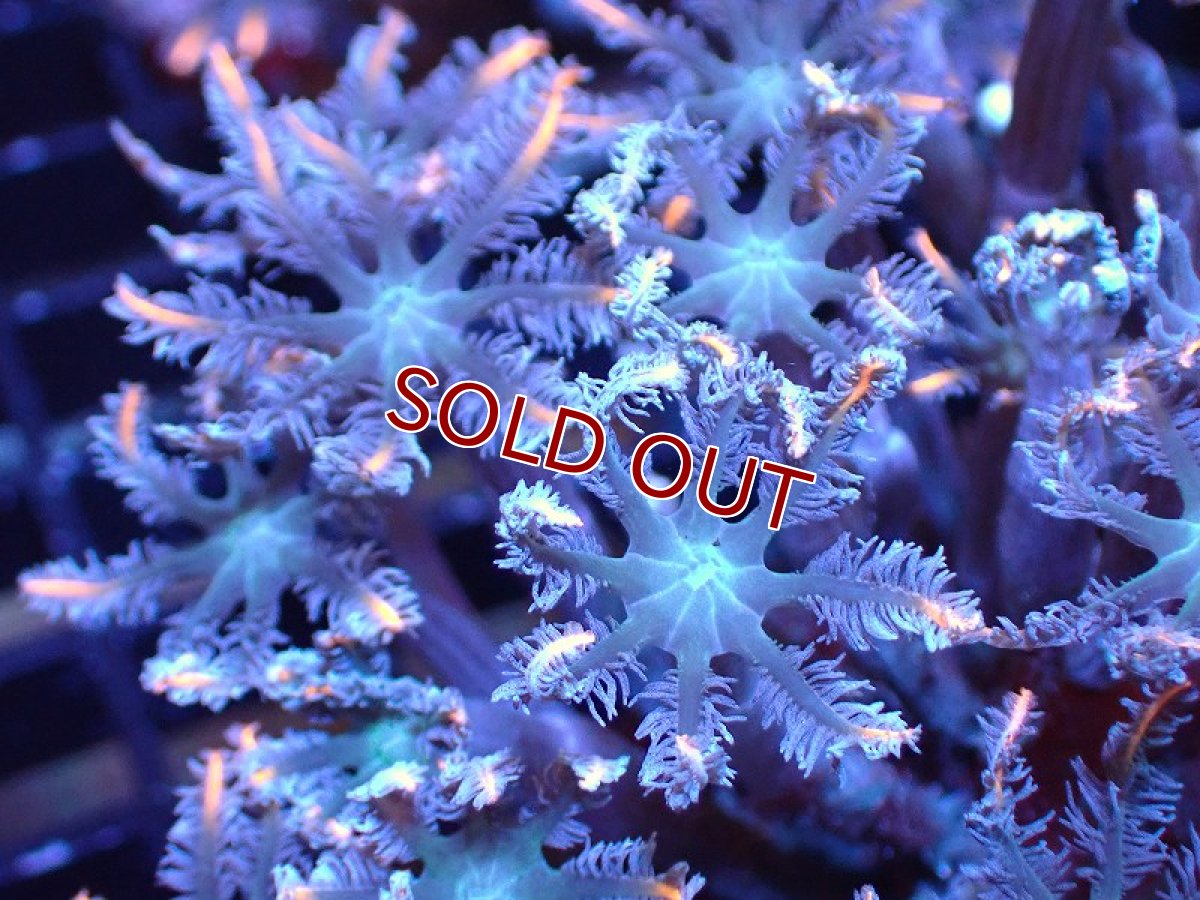 画像2: 【サンゴ】【通販】ブリードツツウミヅタ（オレンジライン）（個体販売）No.2（生体）（サンゴ） (2)