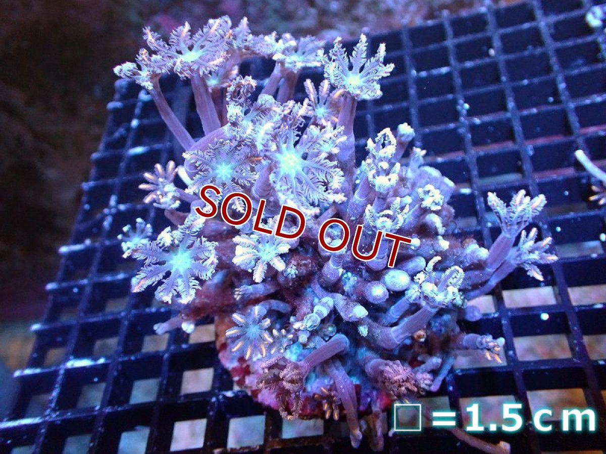 画像1: 【サンゴ】【通販】ブリードツツウミヅタ（オレンジライン）（個体販売）No.3（生体）（サンゴ） (1)