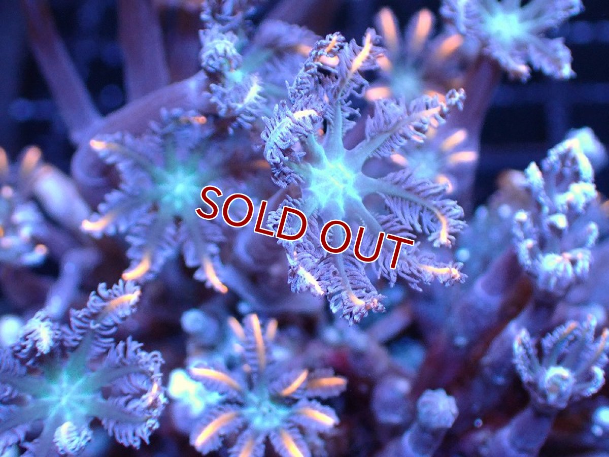 画像2: 【サンゴ】【通販】ブリードツツウミヅタ（オレンジライン）（個体販売）No.3（生体）（サンゴ） (2)