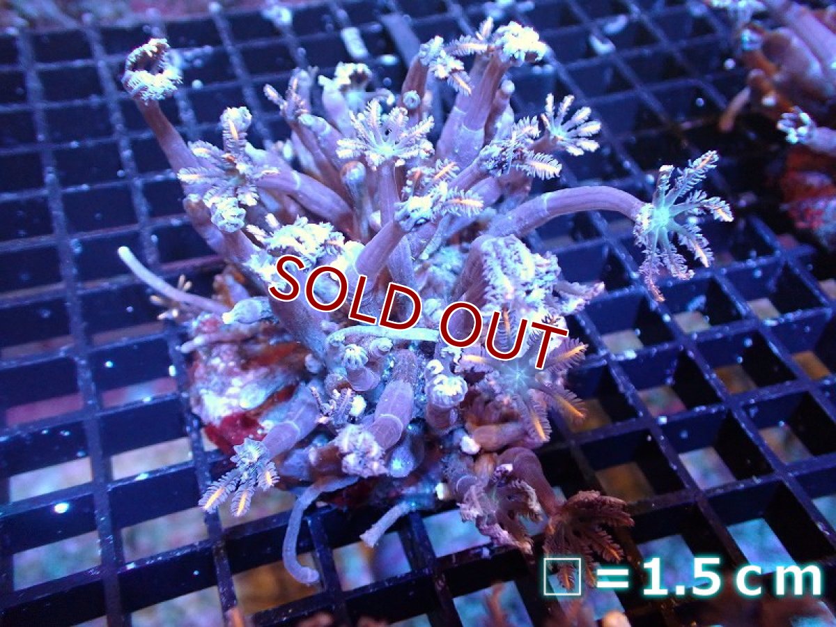 画像1: 【サンゴ】【通販】ブリードツツウミヅタ（オレンジライン）（個体販売）No.4（生体）（サンゴ） (1)