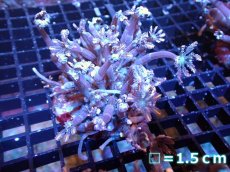 画像1: 【サンゴ】【通販】ブリードツツウミヅタ（オレンジライン）（個体販売）No.4（生体）（サンゴ） (1)
