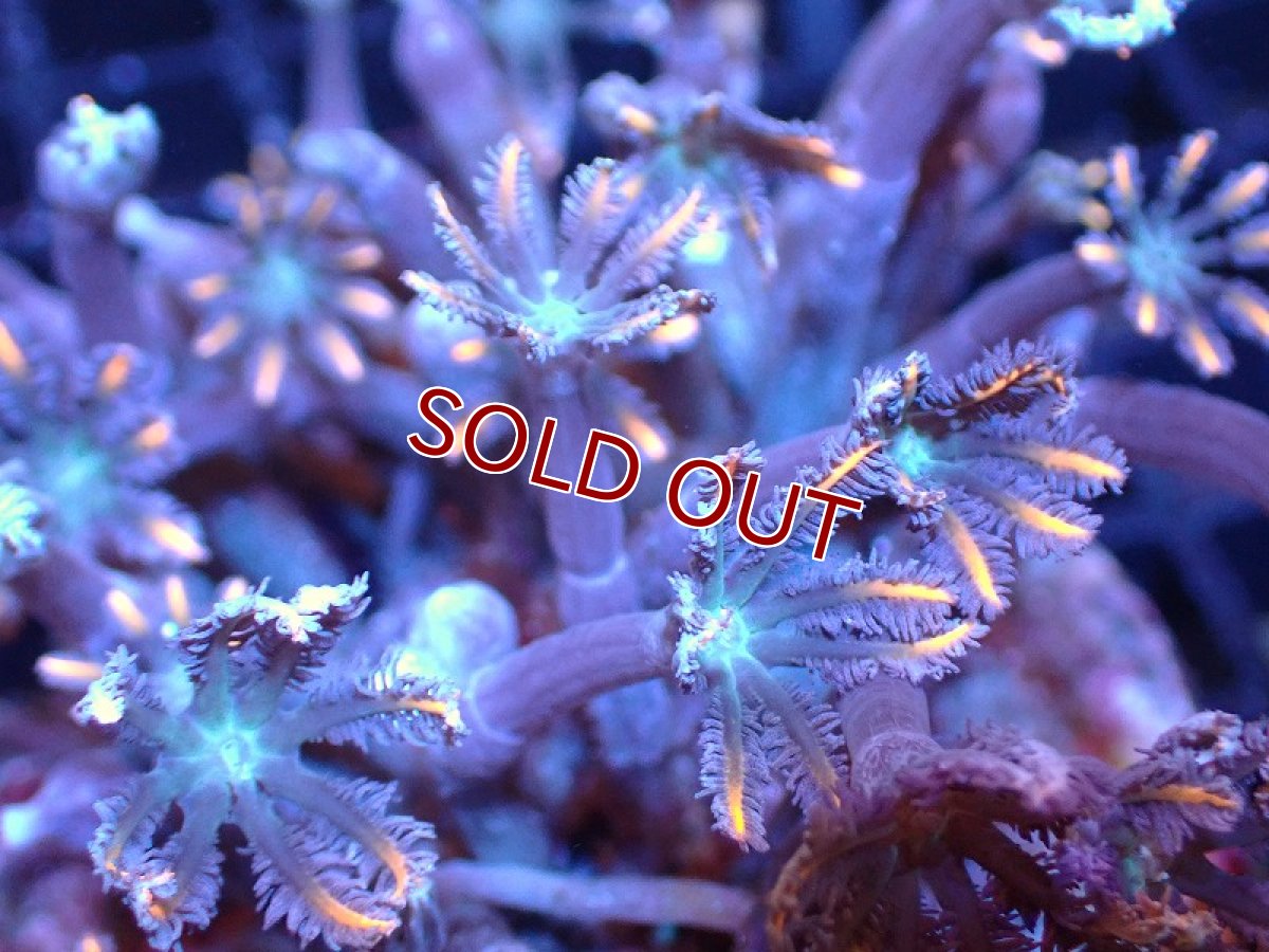 画像2: 【サンゴ】【通販】ブリードツツウミヅタ（オレンジライン）（個体販売）No.4（生体）（サンゴ） (2)