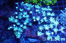 画像1: 【サンゴ】【通販】ブリード ツツウミヅタ（Metallic Green)（個体販売）No.1（生体）（サンゴ） (1)