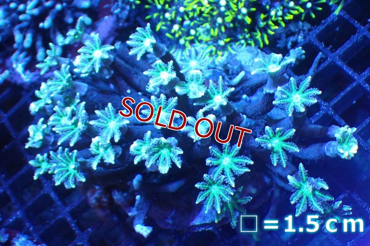 画像1: 【サンゴ】【通販】ブリード ツツウミヅタ（Metallic Green)（個体販売）No.2（生体）（サンゴ） (1)