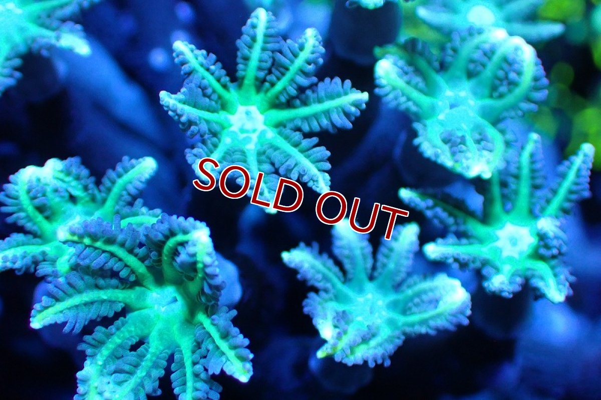 画像2: 【サンゴ】【通販】ブリード ツツウミヅタ（Metallic Green)（個体販売）No.2（生体）（サンゴ） (2)