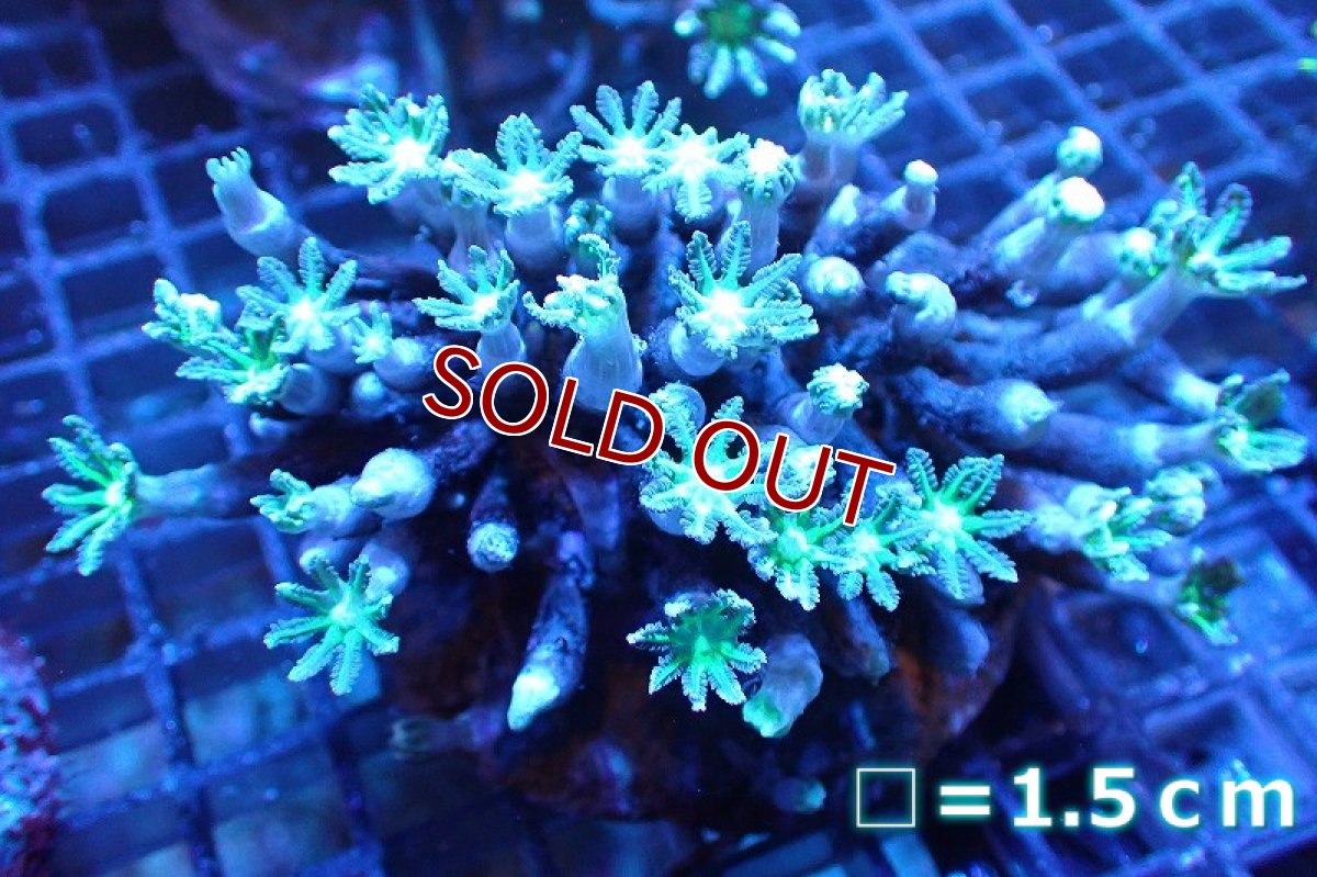 画像1: 【サンゴ】【通販】ブリード ツツウミヅタ（Metallic Green)（個体販売）No.3（生体）（サンゴ） (1)