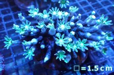 画像1: 【サンゴ】【通販】ブリード ツツウミヅタ（Metallic Green)（個体販売）No.3（生体）（サンゴ） (1)