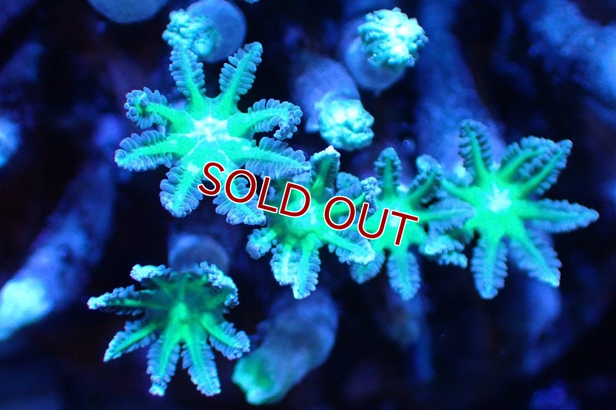 画像2: 【サンゴ】【通販】ブリード ツツウミヅタ（Metallic Green)（個体販売）No.3（生体）（サンゴ） (2)