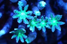 画像2: 【サンゴ】【通販】ブリード ツツウミヅタ（Metallic Green)（個体販売）No.3（生体）（サンゴ） (2)