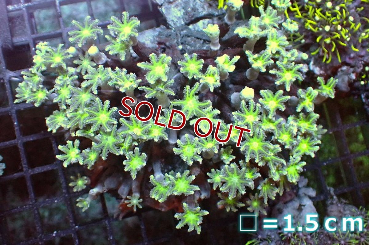 画像1: 【サンゴ】【通販】ブリード ツツウミヅタ（Metallic Green)（個体販売）No.4（生体）（サンゴ） (1)
