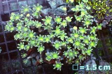 画像1: 【サンゴ】【通販】ブリード ツツウミヅタ（Metallic Green)（個体販売）No.4（生体）（サンゴ） (1)