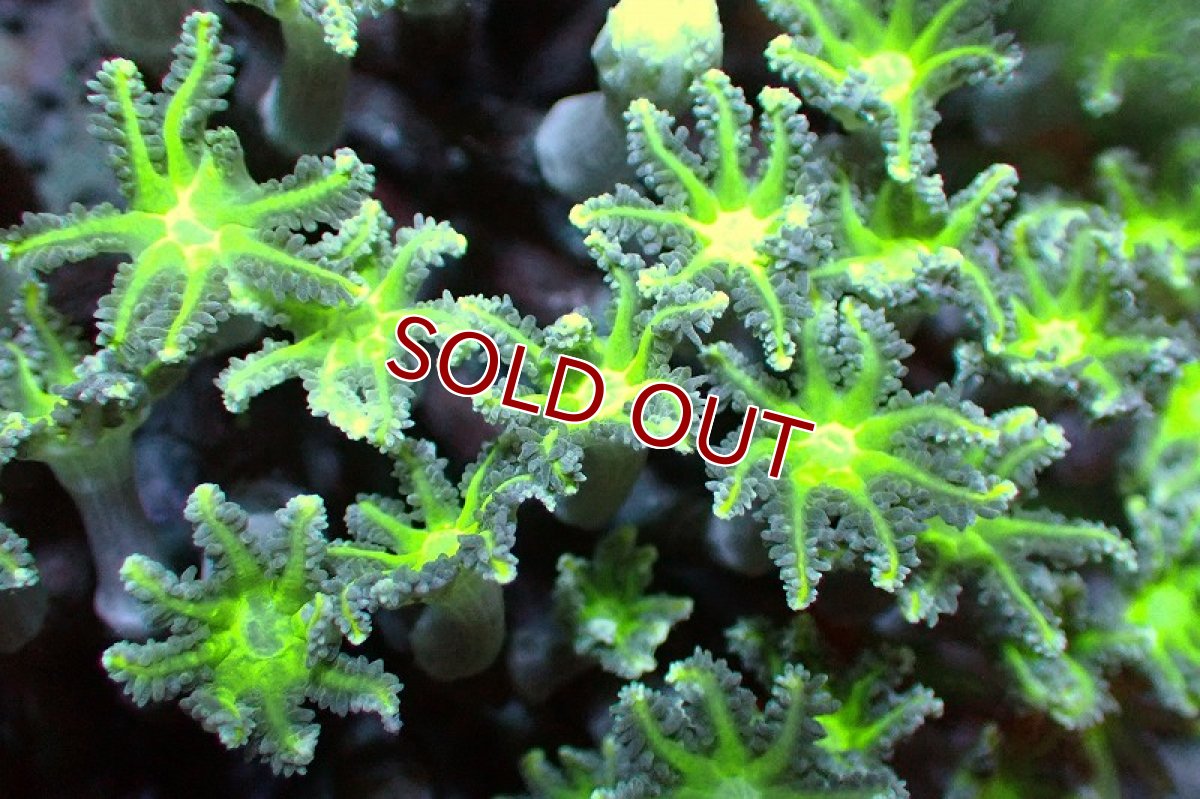 画像2: 【サンゴ】【通販】ブリード ツツウミヅタ（Metallic Green)（個体販売）No.4（生体）（サンゴ） (2)