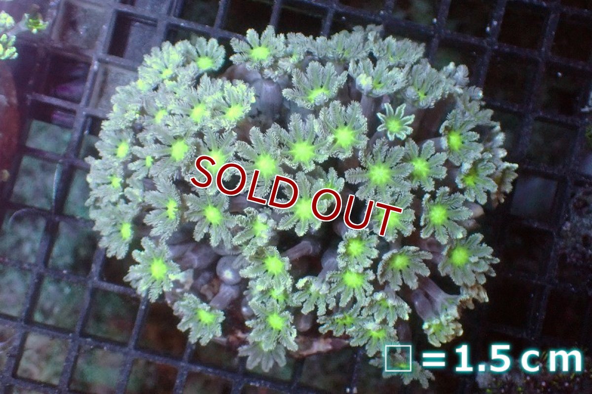 画像1: 【サンゴ】【通販】ブリード ツツウミヅタ（Metallic Green)（個体販売）No.5（生体）（サンゴ） (1)