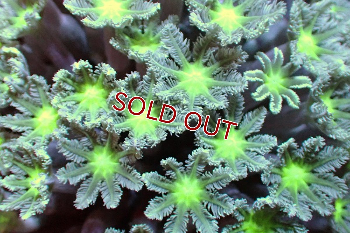 画像2: 【サンゴ】【通販】ブリード ツツウミヅタ（Metallic Green)（個体販売）No.5（生体）（サンゴ） (2)