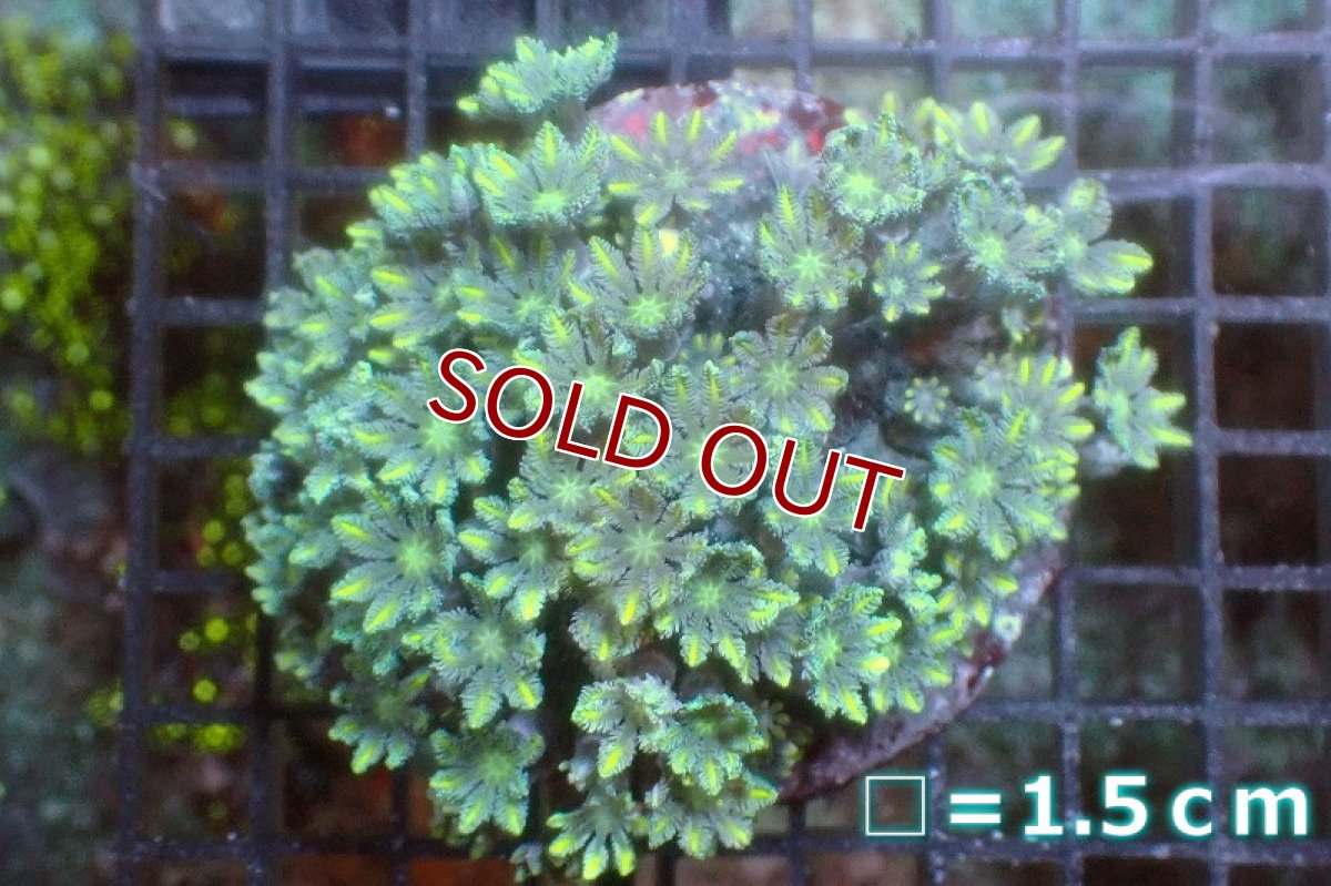 画像1: 【サンゴ】【通販】ブリード ツツウミヅタ（Metallic Green)（個体販売）No.6（生体）（サンゴ） (1)