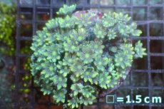 画像1: 【サンゴ】【通販】ブリード ツツウミヅタ（Metallic Green)（個体販売）No.6（生体）（サンゴ） (1)