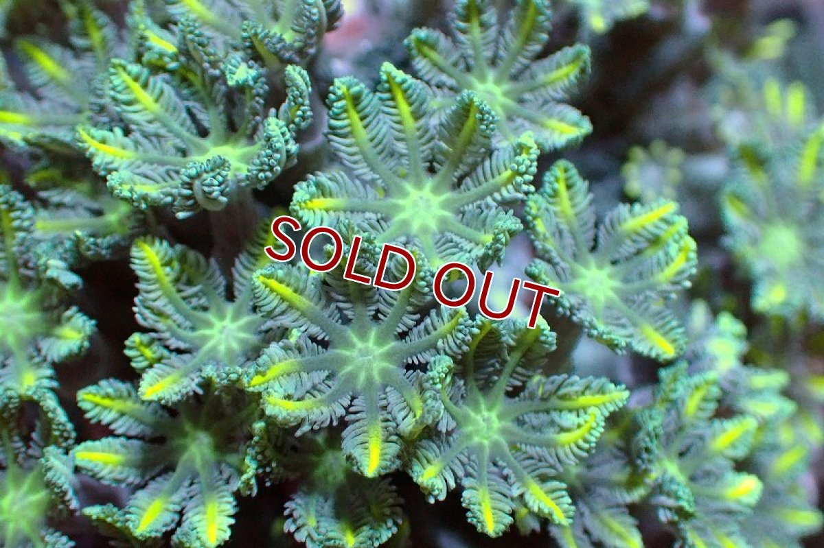 画像2: 【サンゴ】【通販】ブリード ツツウミヅタ（Metallic Green)（個体販売）No.6（生体）（サンゴ） (2)