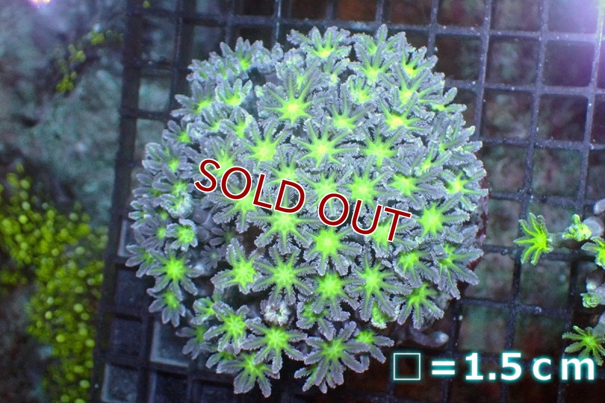 画像1: 【サンゴ】【通販】ブリード ツツウミヅタ（Metallic Green)（個体販売）No.7（生体）（サンゴ） (1)