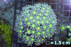 画像1: 【サンゴ】【通販】ブリード ツツウミヅタ（Metallic Green)（個体販売）No.7（生体）（サンゴ） (1)