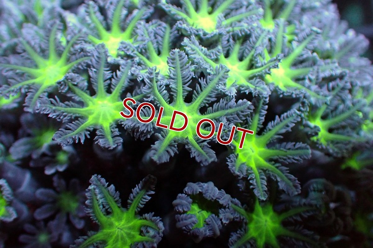 画像2: 【サンゴ】【通販】ブリード ツツウミヅタ（Metallic Green)（個体販売）No.7（生体）（サンゴ） (2)