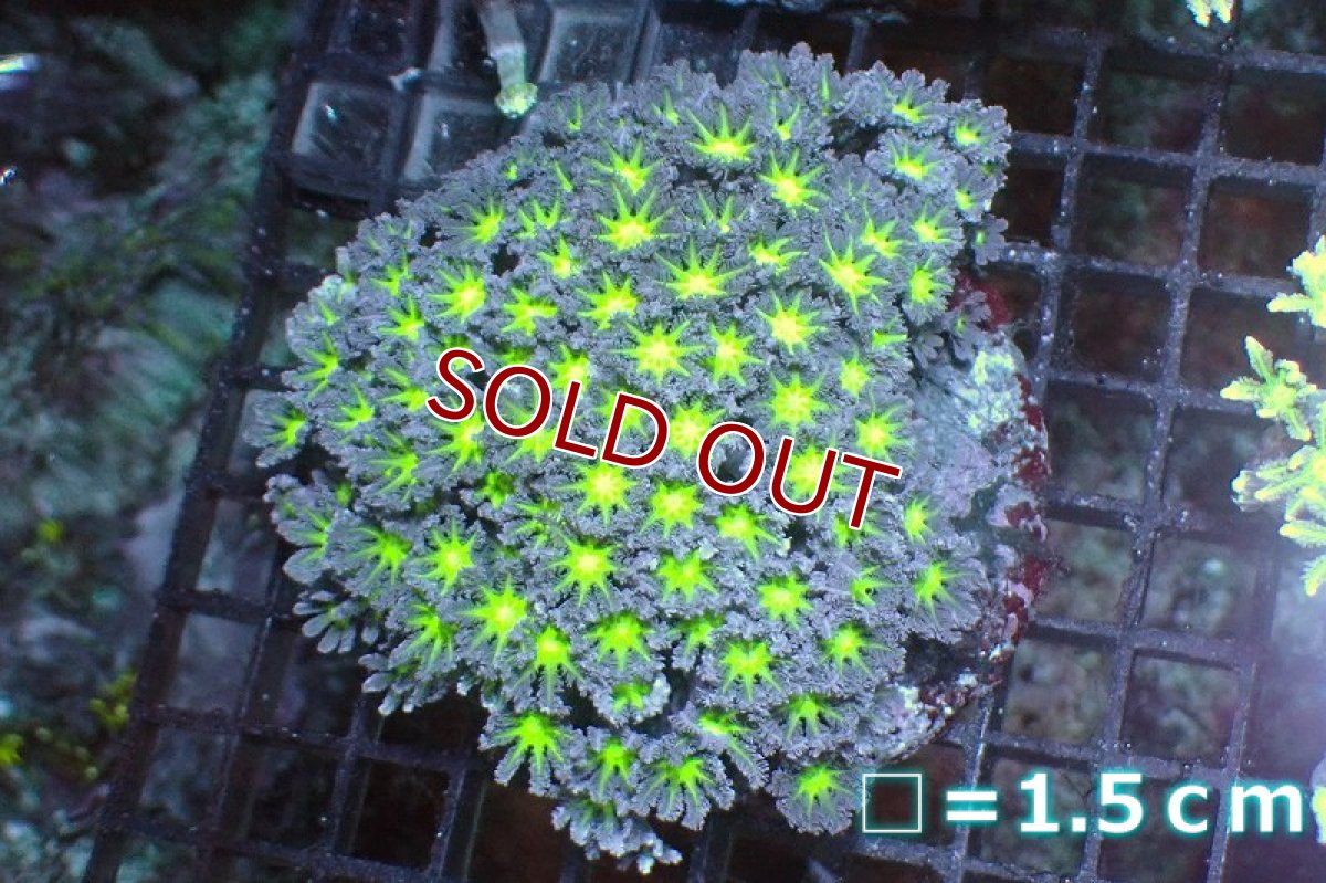 画像1: 【サンゴ】【通販】ブリード ツツウミヅタ（Metallic Green)（個体販売）No.8（生体）（サンゴ） (1)