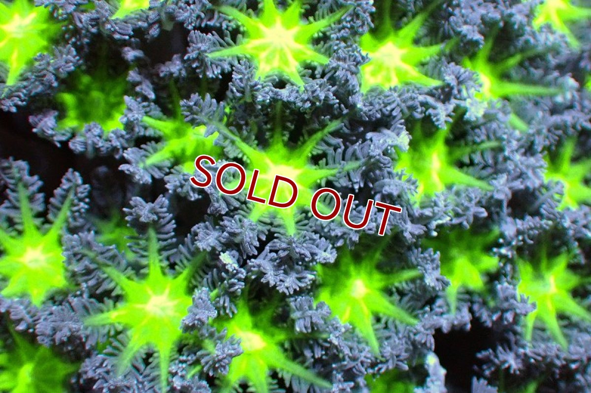 画像2: 【サンゴ】【通販】ブリード ツツウミヅタ（Metallic Green)（個体販売）No.8（生体）（サンゴ） (2)